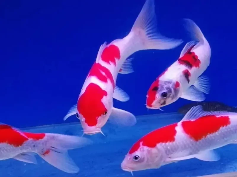 “祖宗”驾到：一票活体锦鲤引发的空运闹剧-MeetyBaby